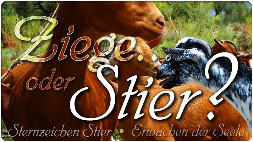 Ziege… oder Stier?