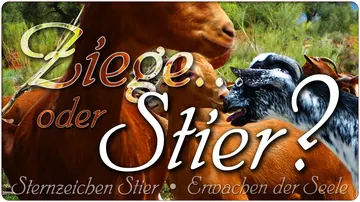 Ziege… oder Stier?